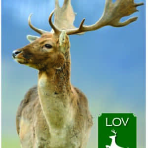 KOLEDAR LOV 2025 – B